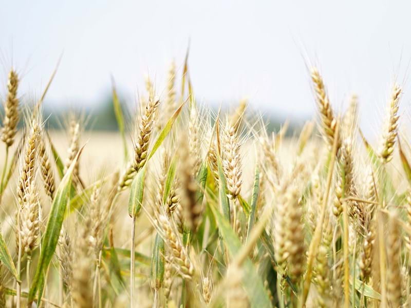 Ernährung und Ressourcen