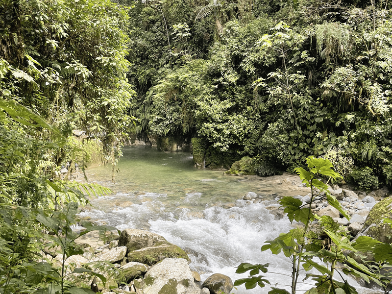 A 'living forest' as a conscious being and subject of rights