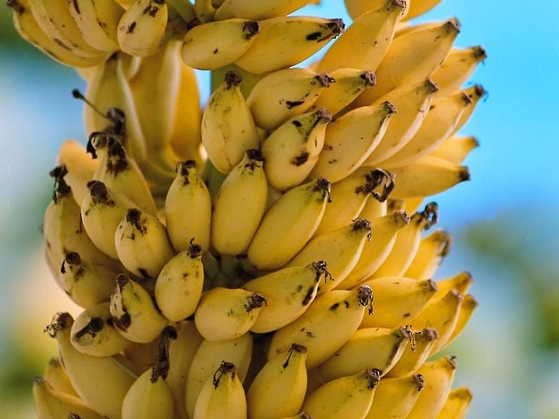 Banane