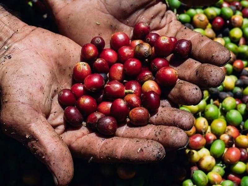 Fairever Coffee - Eine Ausstellung