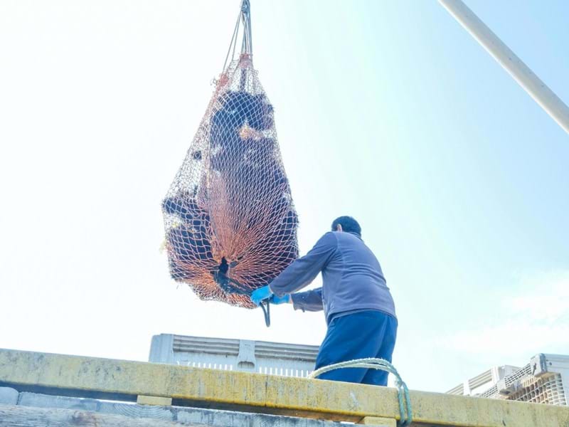 Pesca