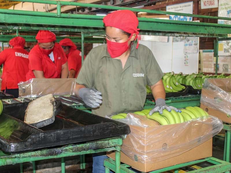 Bananen für Seele und Immunsystem